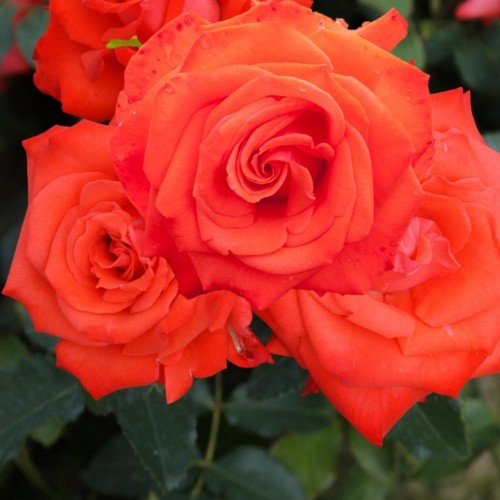 Rosa 'Dream Orange' - Roos 'Dream Orange' C4/4L